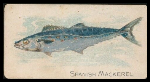 E32 Spanish Mackerel.jpg